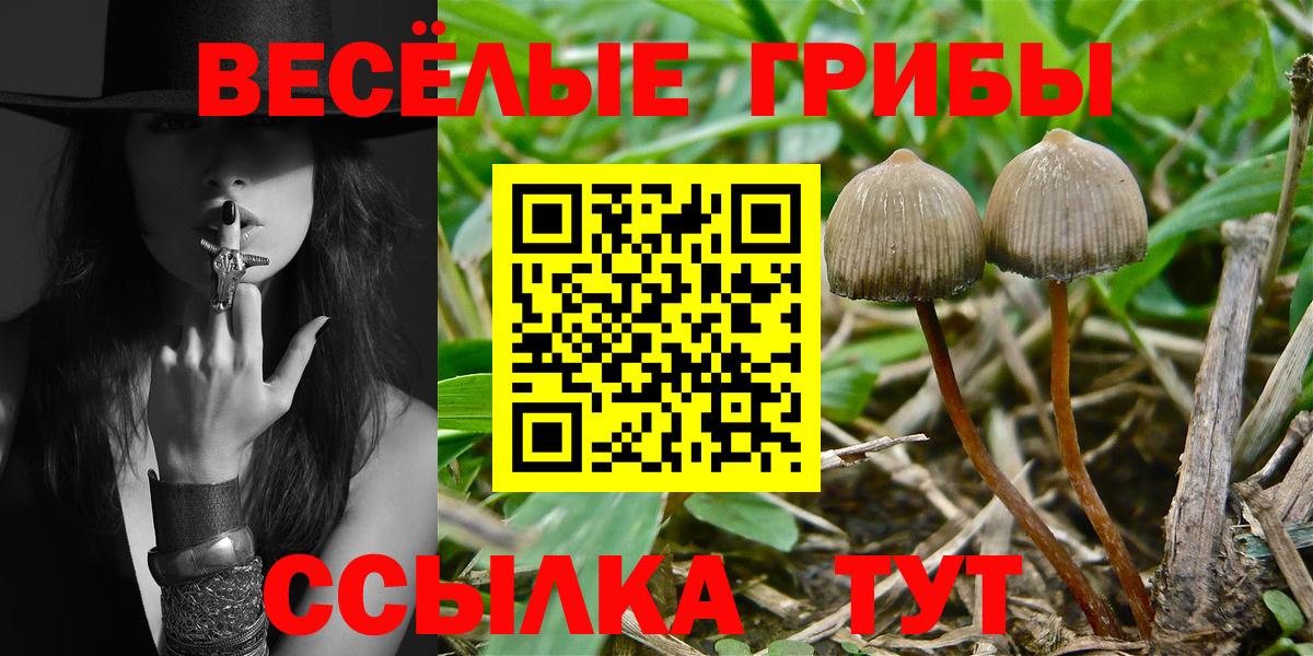 Псилоцибиновые грибы Psilocybe Щёлково